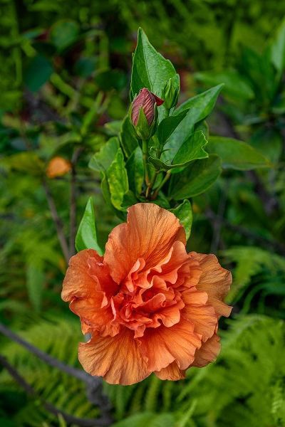 Double bloom-Orange Hibiscus